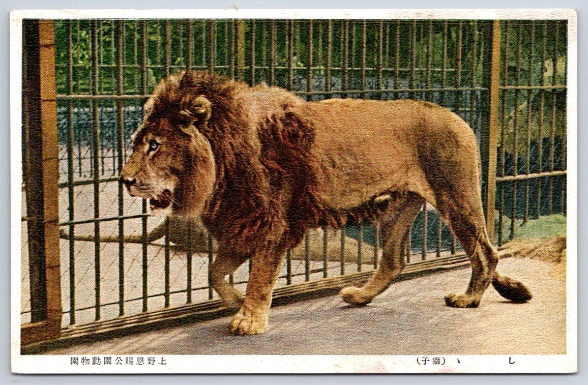 Antique Japan Postcard TOKYO Ueno Zoo Lion 1930s