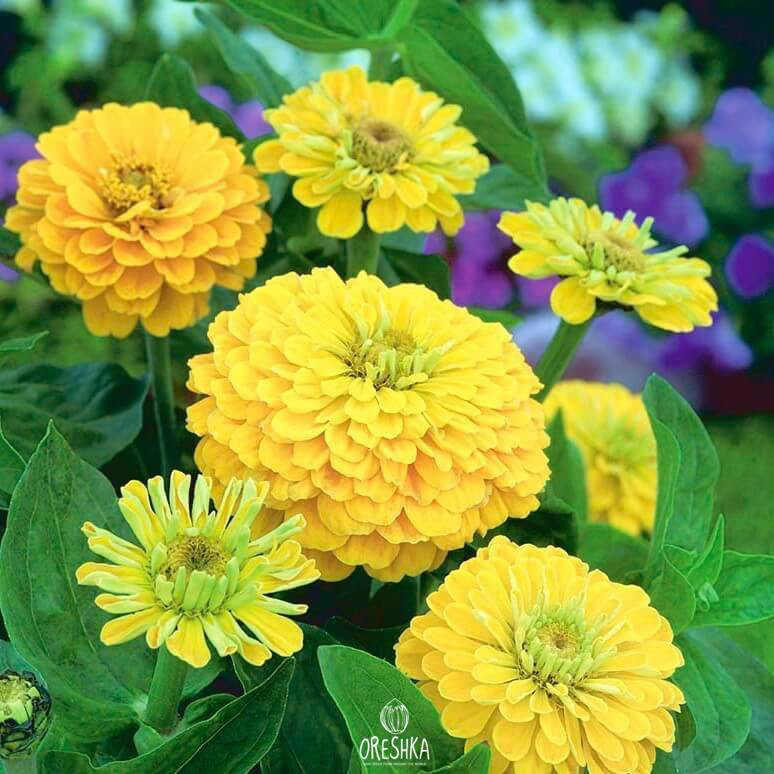 Seeds of Zinnia elegans Dahlia Canary Bird (Zinnia) — 50 pcs