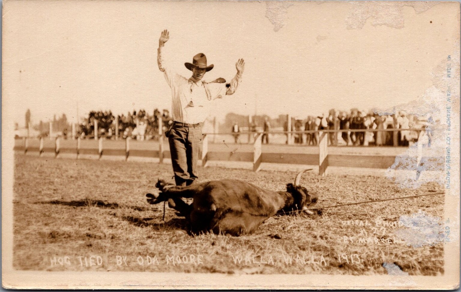 1913 RPPC Oda Moore Hog Tie Rodeo Walla Walla Cowboy Steer Real Photo Postcard 1913 RPPC Oda Moore Hog Tie Rodeo Walla Walla Cowboy Steer Real Photo Postcard