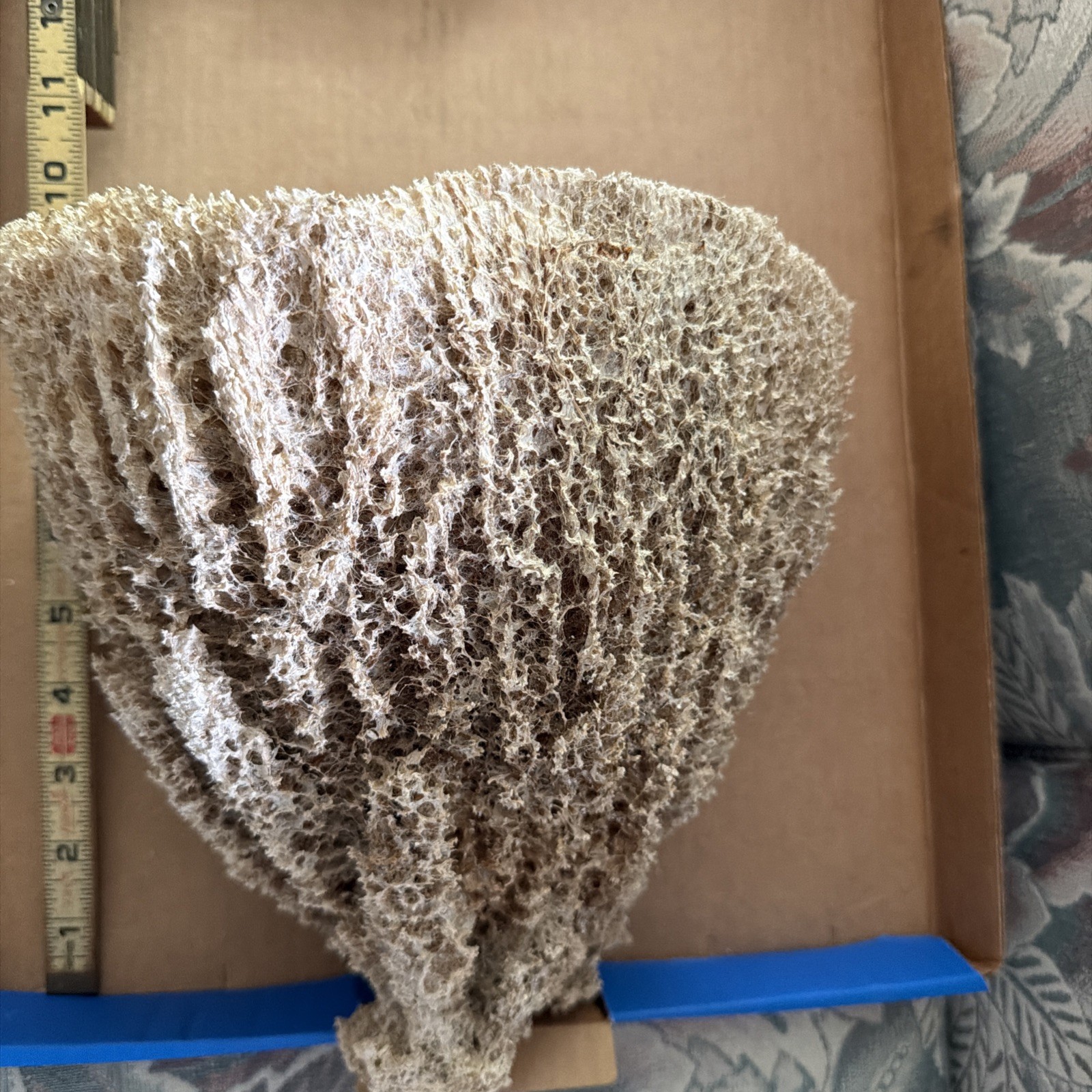 Hard to Find Large Natural Sea Sponge 9.5 In x 9 in. Vintage