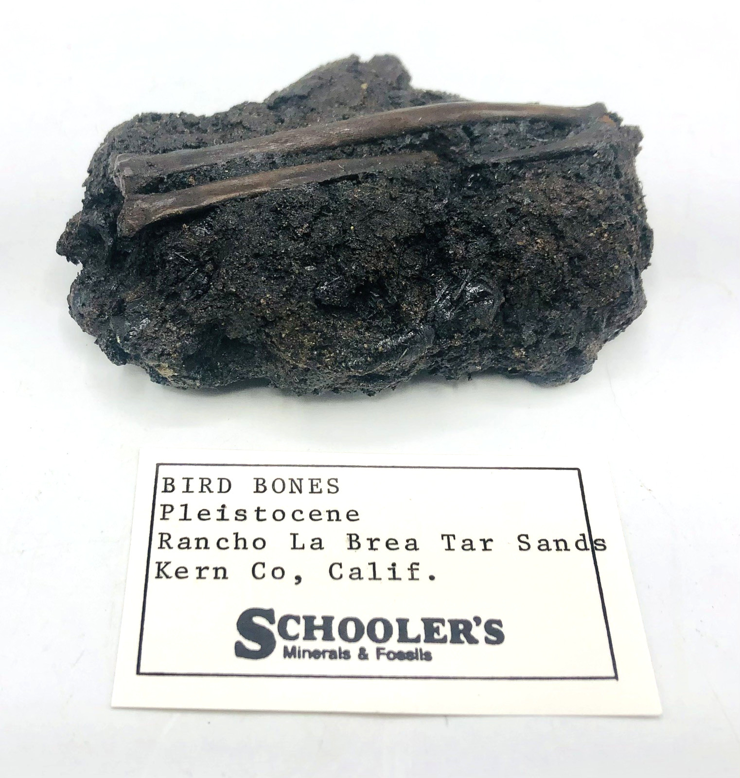 RARE Bird Bones Pleistocene Rancho La Brea Tar Sands Kern Co California