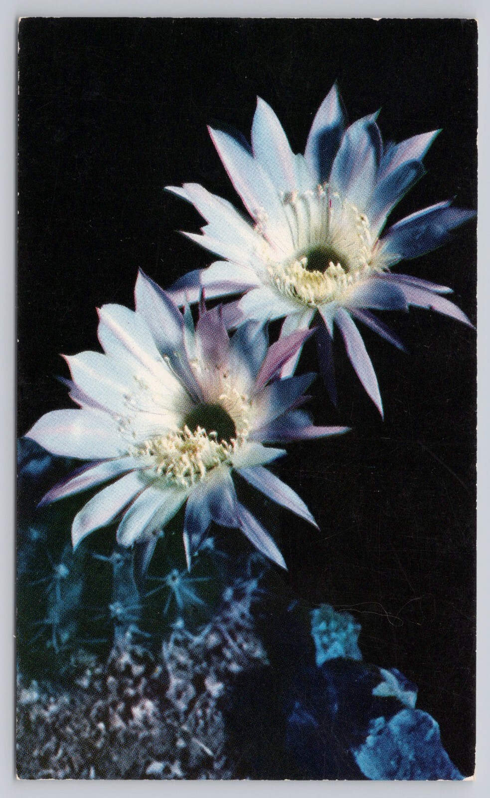 Lavender Easter Lily Cactus Night Blooming Hedgehog Echinopsis Oxigona Postcard