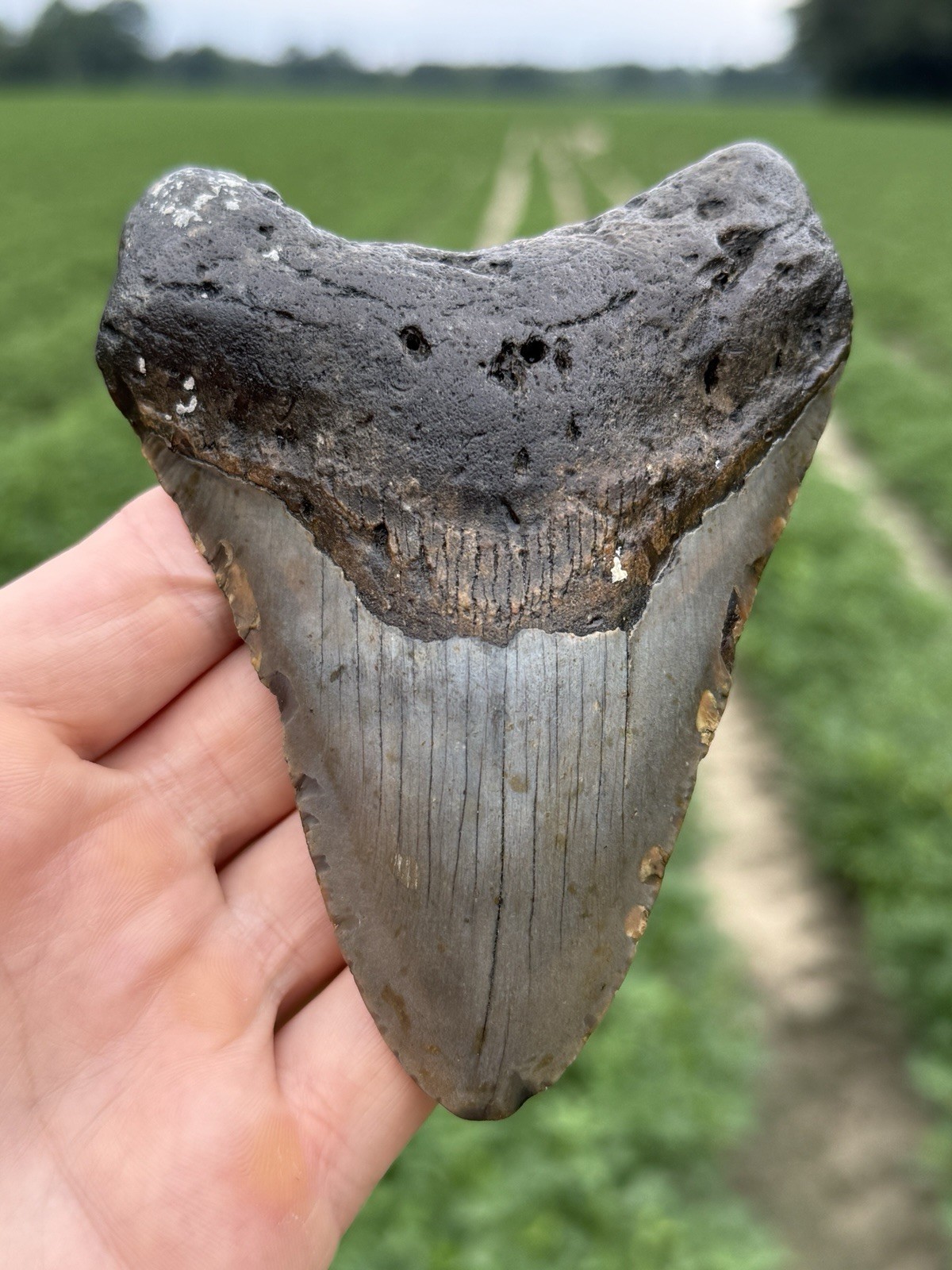 Nice Large Real NC Offshore Megalodon Shark Tooth Fossil Nice Large Real NC Offshore Megalodon Shark Tooth Fossil
