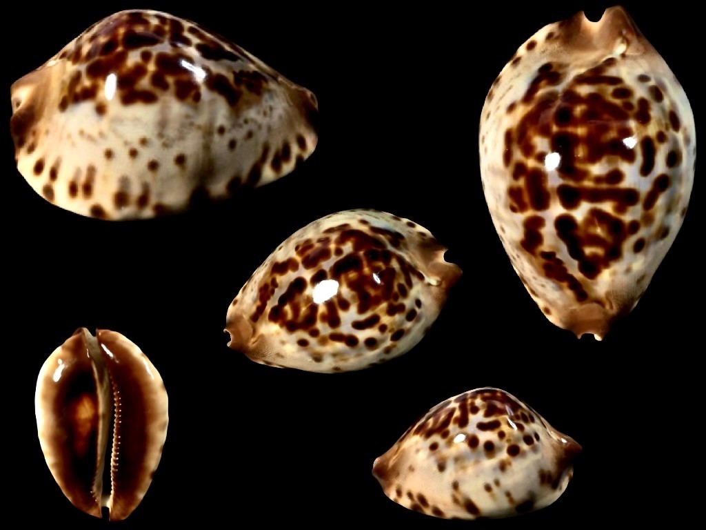 Cypraea, Zoila jeaniana f. sherylae, Point Quobba, W. Australia, 66.7 mm, TOP Cypraea, Zoila jeaniana f. sherylae, Point Quobba, W. Australia, 66.7 mm, TOP