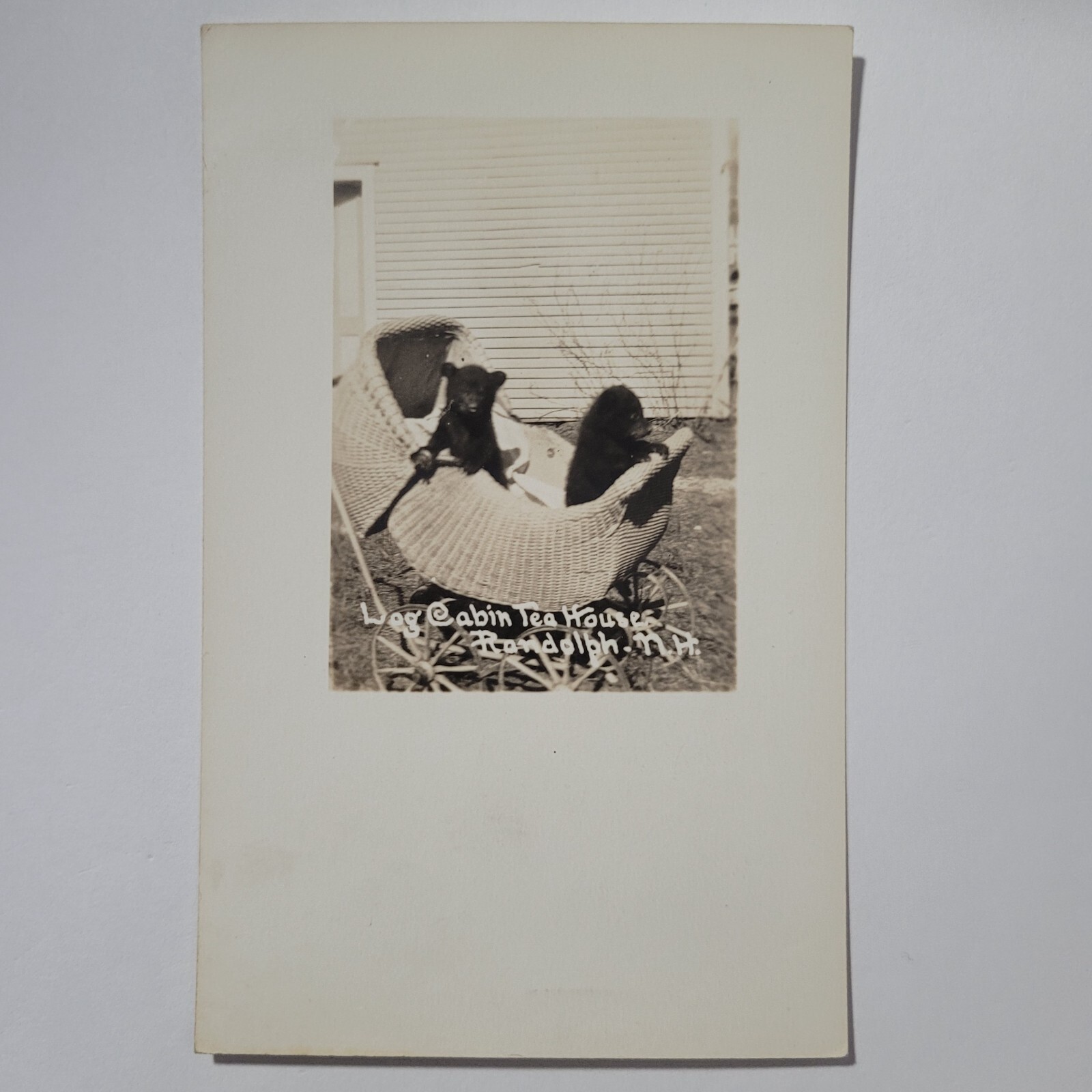 Bear Cubs In A Stroller Randolph New Hampshire RPPC Log Cabin Tea House Postcard
