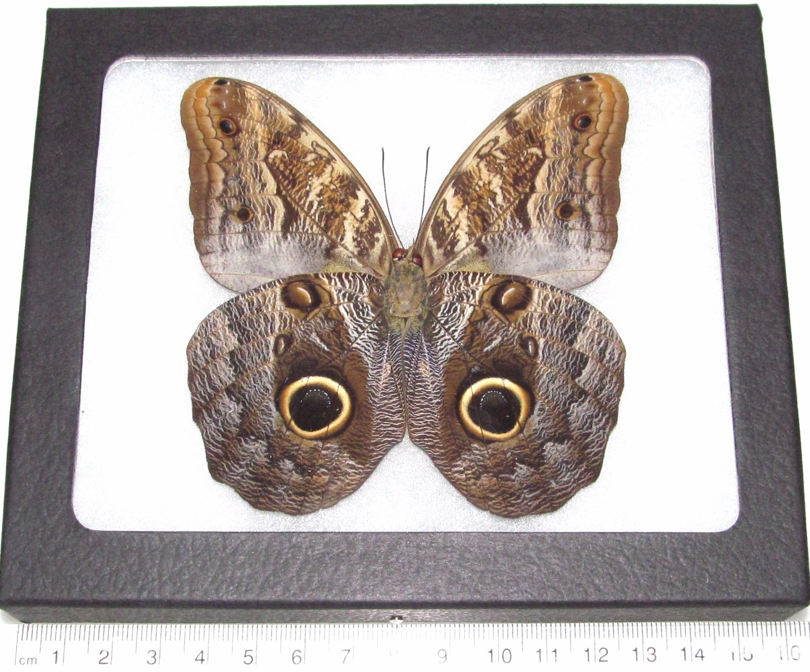 Caligo memnon REAL PERUVIAN OWL EYE FRAMED BUTTERFLY INSECT