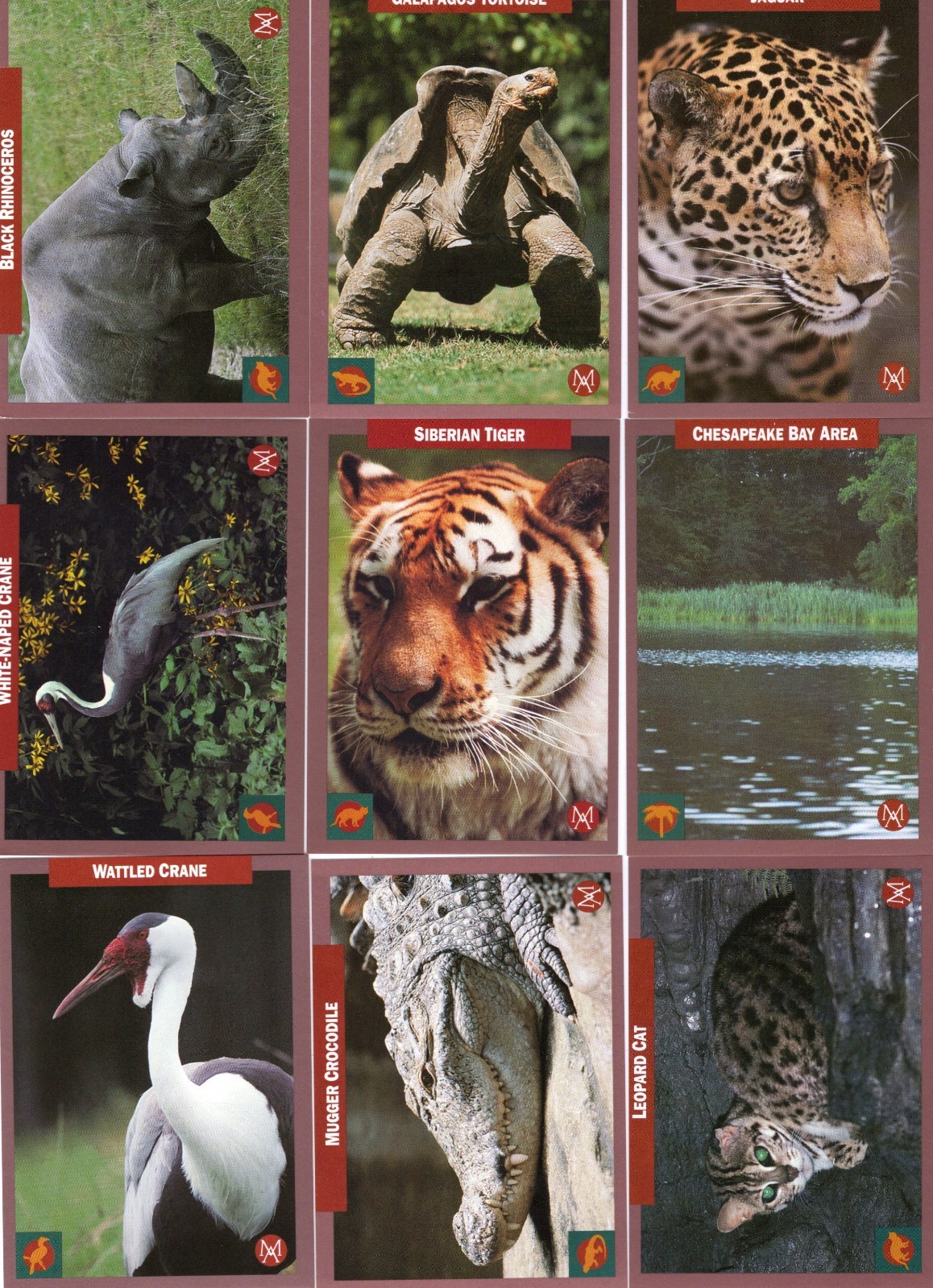 1992 Endangered Animals Complete Set Of Trading Cards 50 Cards RARE MINT 1992 Endangered Animals Complete Set Of Trading Cards 50 Cards RARE MINT