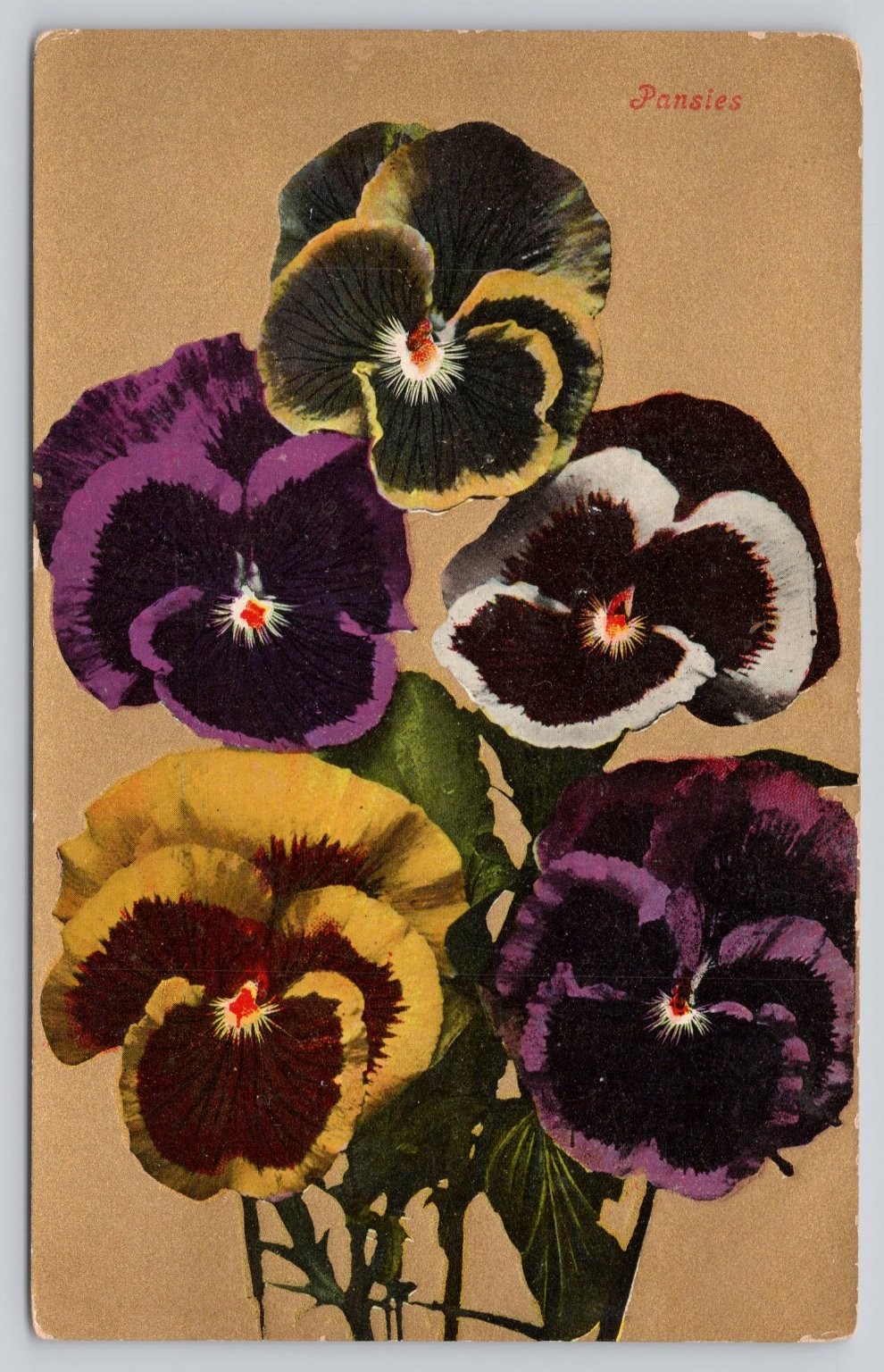 Vintage Pansies Floral Postcard Printed in Great Britain Early 1900s Litho