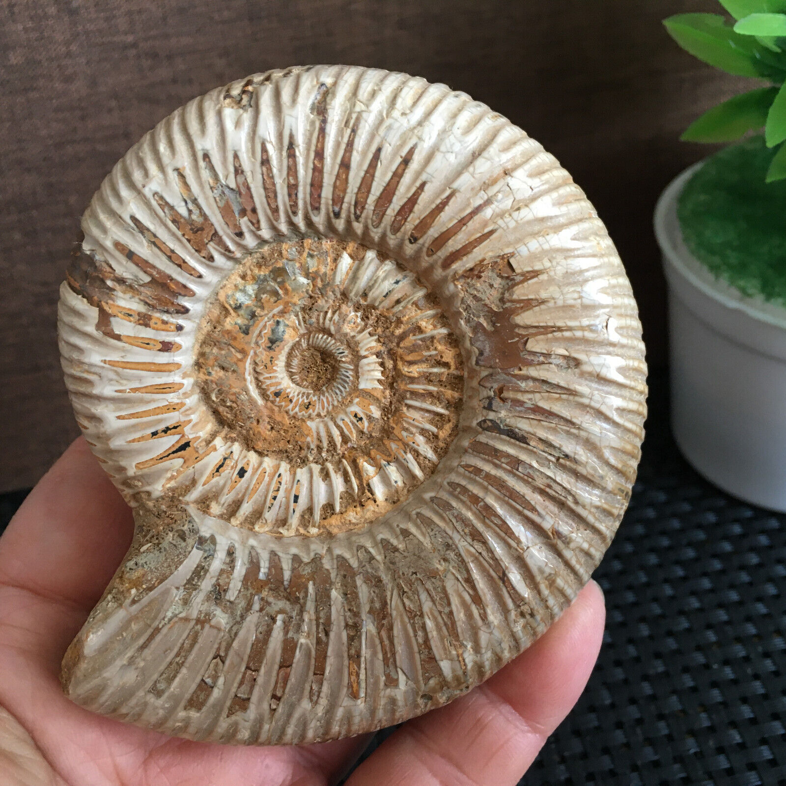202g Rare natural rough polished white conch fossil Ammonite  md545