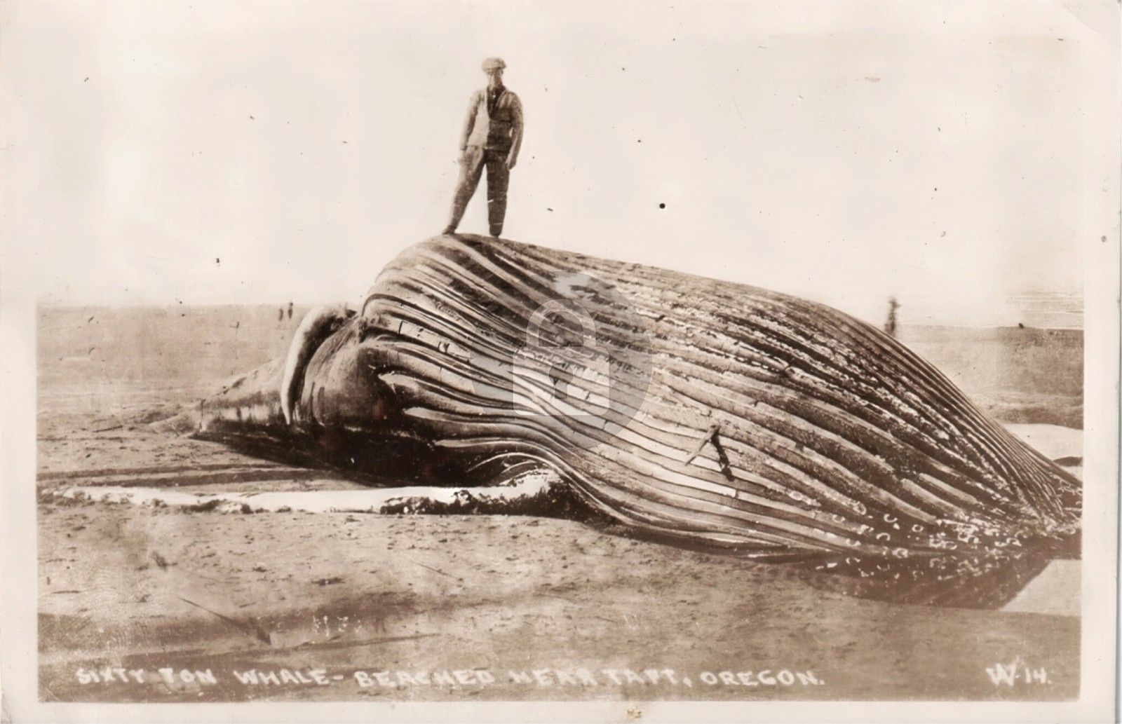 Sixty Ton Whale Beached nr Taft OR Oregon RPPC Photo Postcard COPY