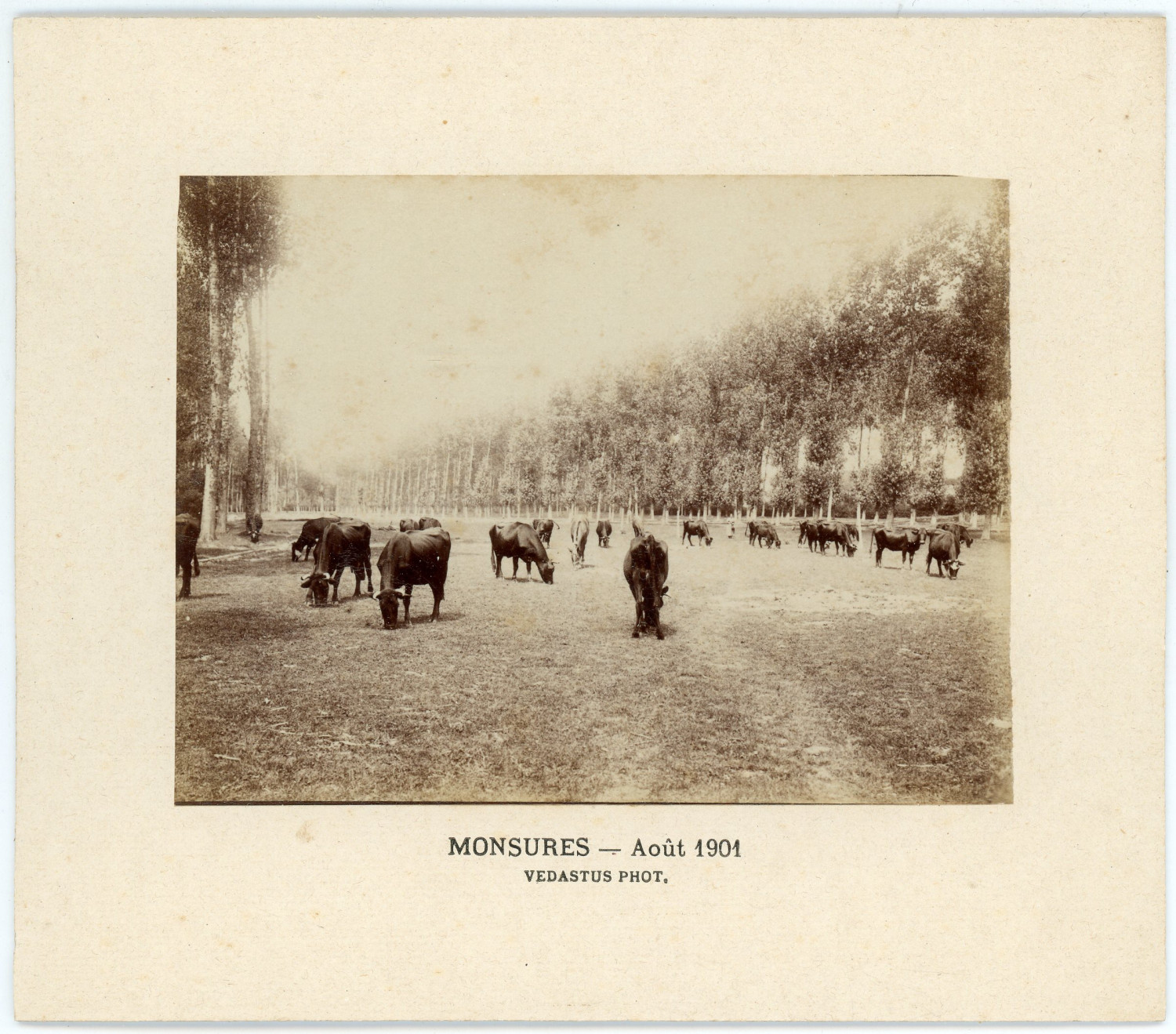 France, Monsures, au pré, August 1901 Vintage albumen print.Gaston de Landreville 