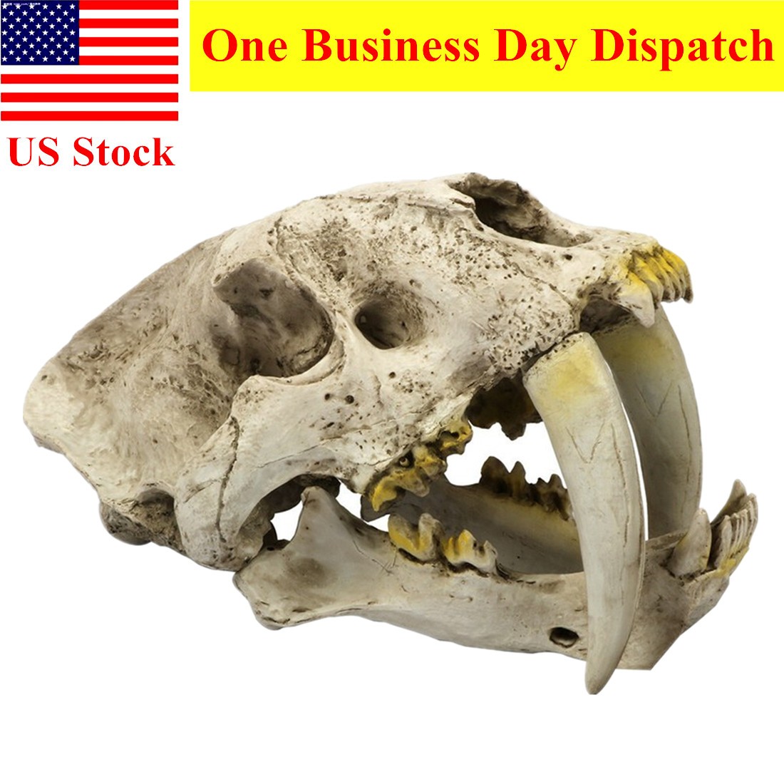Resin Smilodon Skull Model Life Size 1:1 Replica Sabertooth Tiger Head Halloween Resin Smilodon Skull Model Life Size 1:1 Replica Sabertooth Tiger Head Halloween