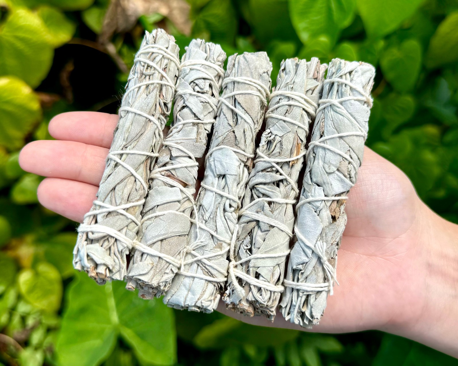 5 Thin White Sage Smudge Sticks 4\