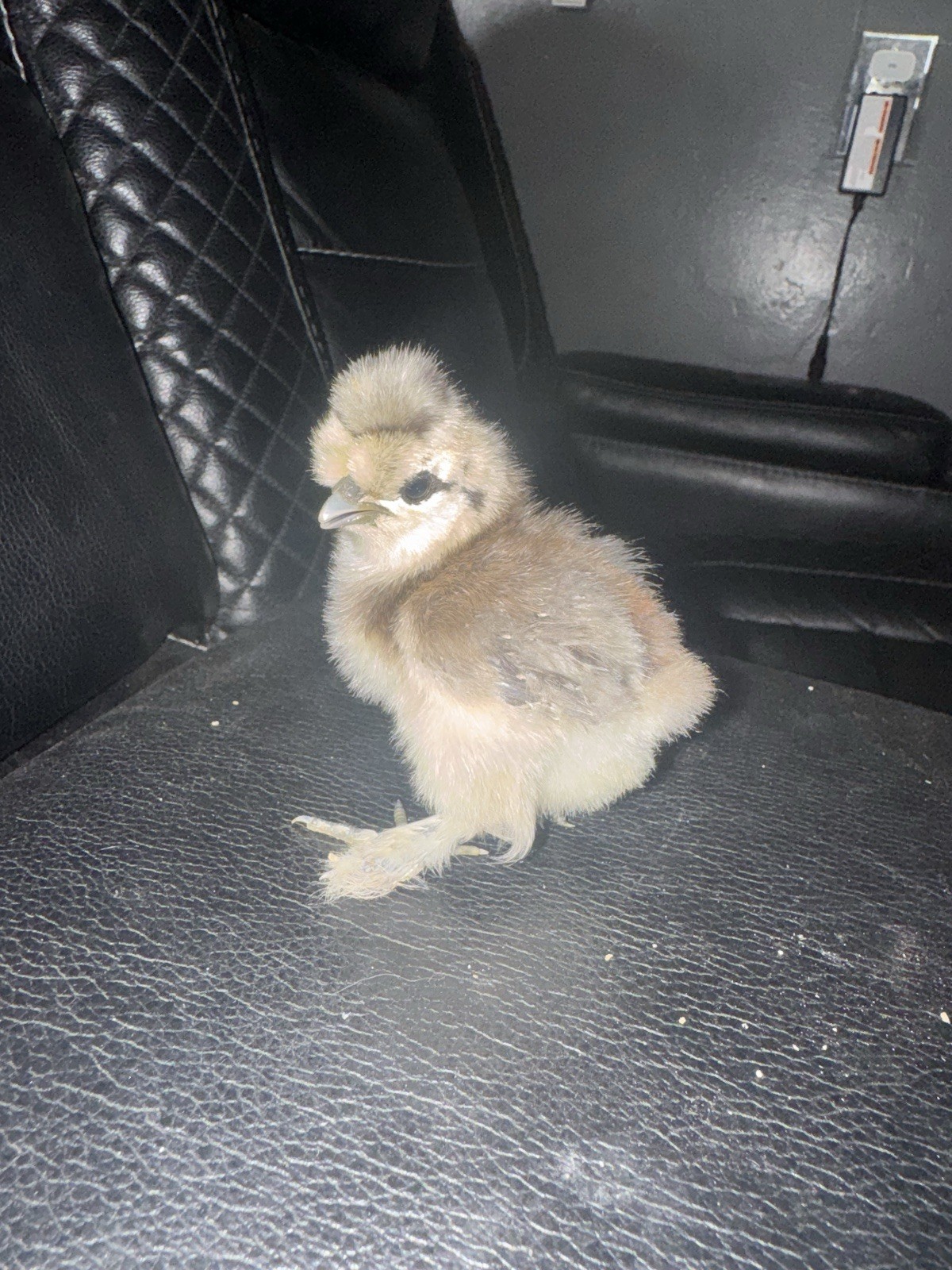 6 Silkie hatching eggs
