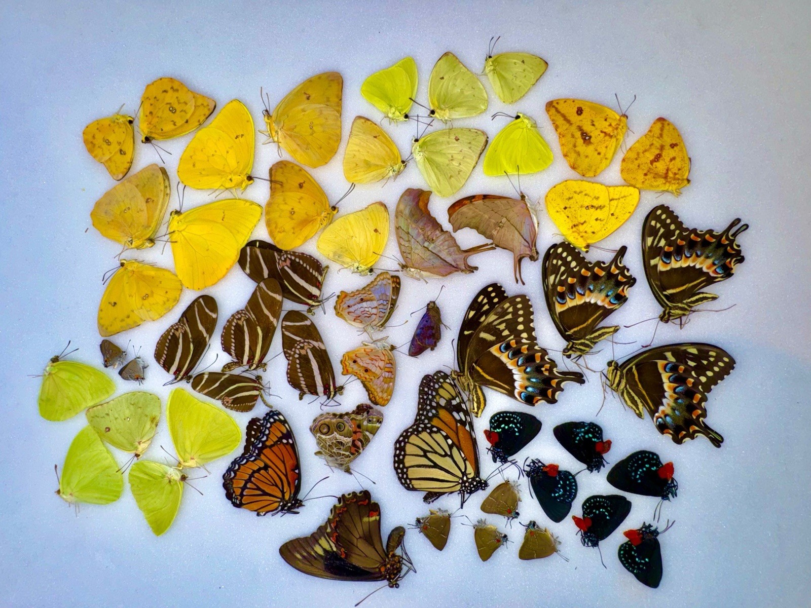 54 BEAUTIFUL BUTTERFLY SPECIMENS ASSORTED / UNMOUNTED - Reduced Price -  Florida