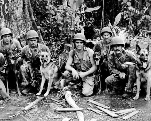 U.S. Marines with their War Dogs in the Pacific WWII WW2 8x10 Photo 28b
