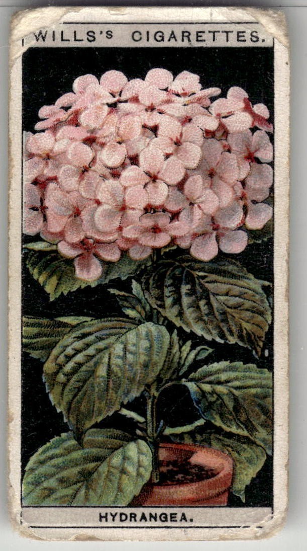 1925 Wills\'s Flower Culture in Pots Tobacco Card #29 Hydrangea