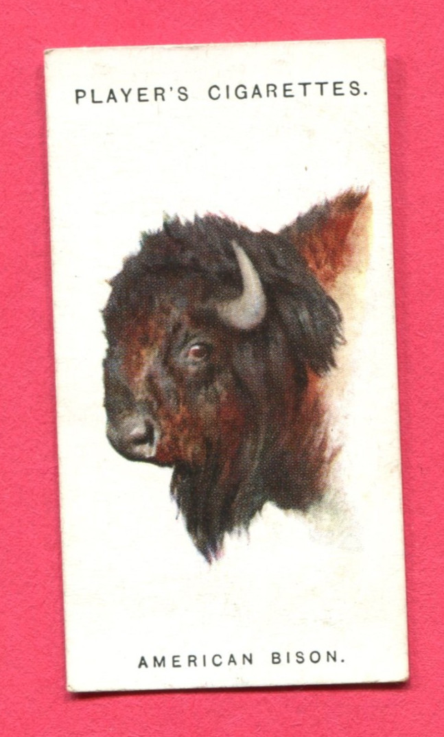 1931 JOHN PLAYER WILD ANIMALS\' HEADS TOBACCO CARD #7 AMERICAN BUFFALO