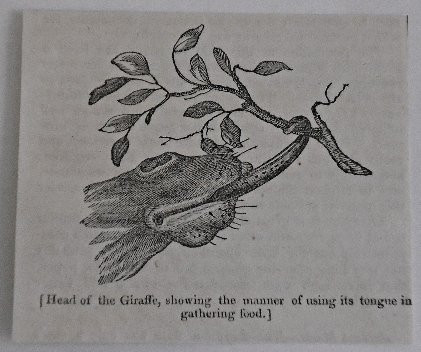 small 1832 magazine engraving ~ HEAD OF GIRAFFE using tongue to gather food
