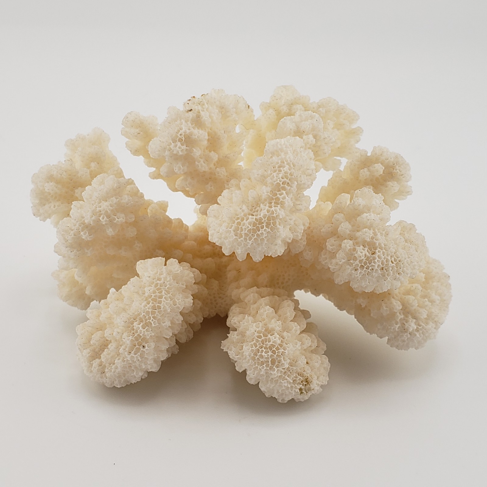 Vintage Natural Coral Tree Shell White Pocillopora Cauliflower 2.25