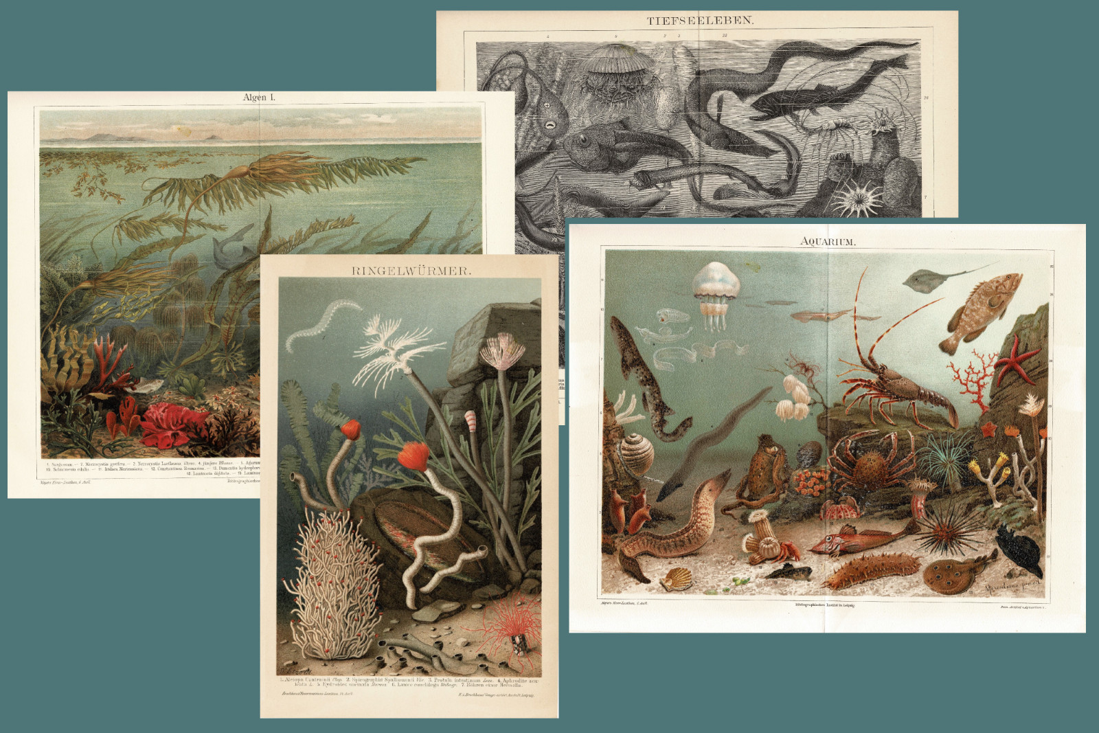 4 Antique Lithographs Aquarium, Deep Sea Life, Annelids, Algae 1899