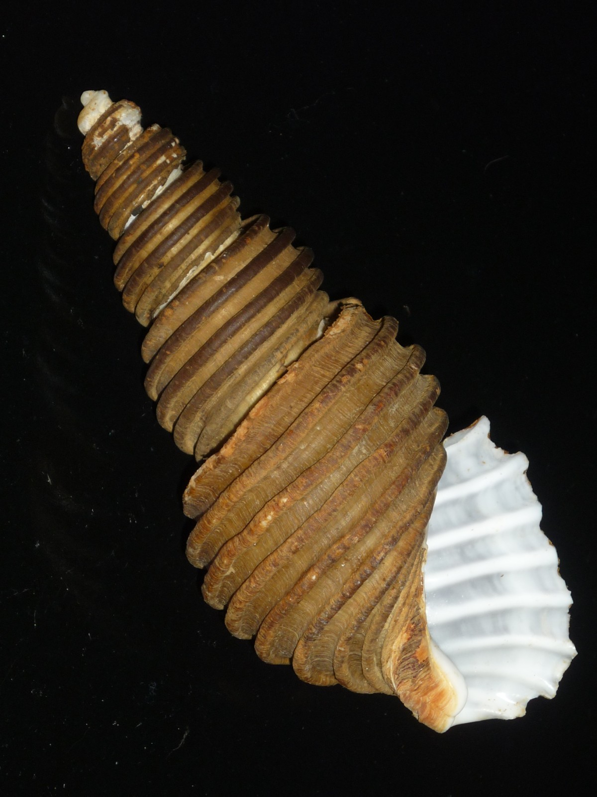 436 Ancistrolepis grammatus w/p w/o 115.8mm  IMPORTANT NATURAL SEASHELL RARE