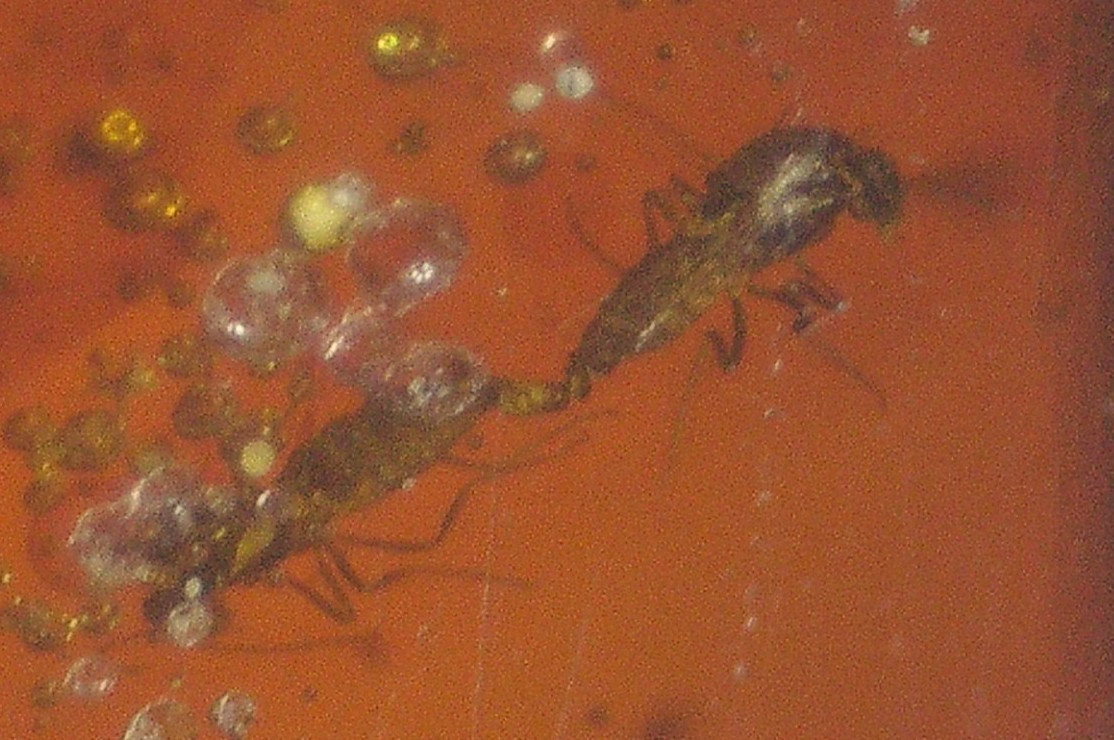 Ultra RARE Mating Biting Midges in RED Dominican Amber Fossil