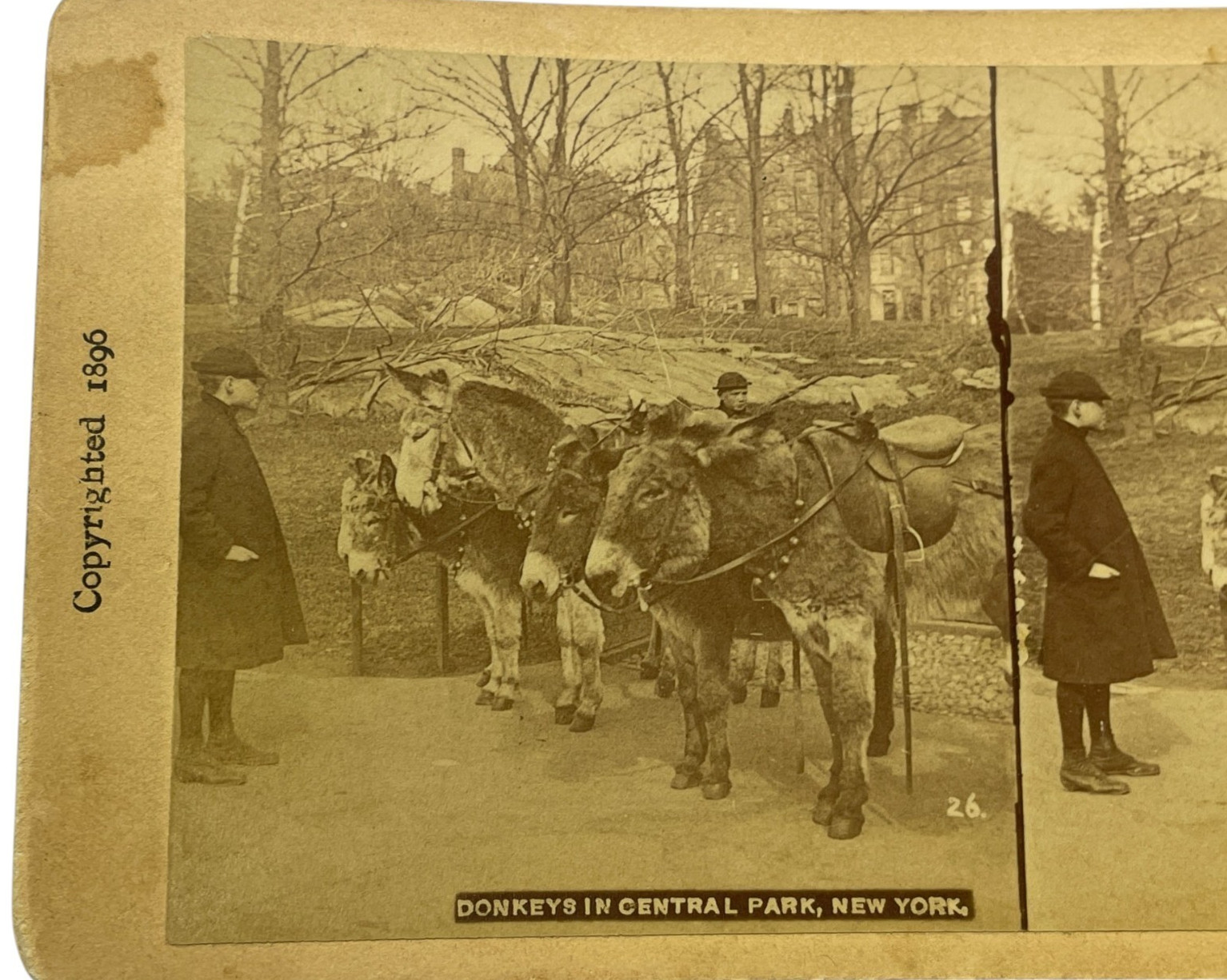 Vtg Real Photo Stereoview Donkeys Central Park New York 1896 NYC Scene