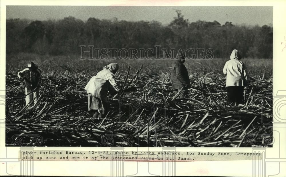 1985 Press Photo Workers pick and cut sugar cane at Graugnard Farms - nob23699