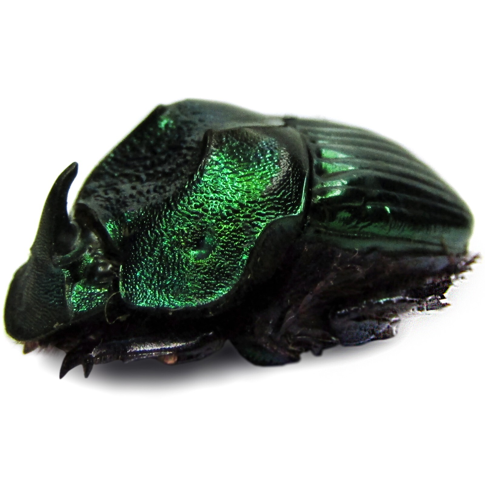 Phanaeus demon MINOR male scarab beetle green form Guatemala PINNED