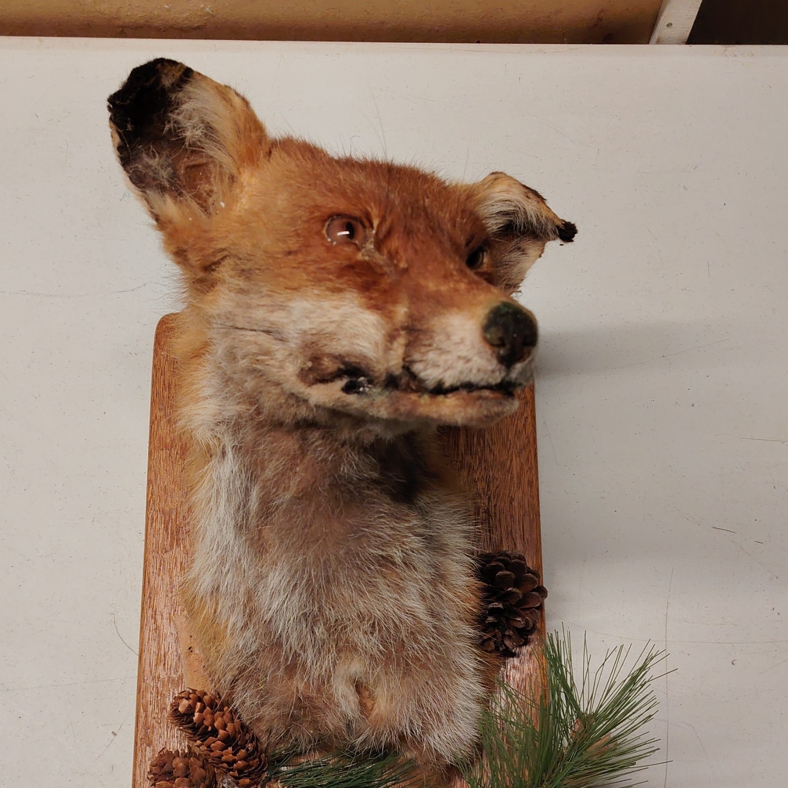 vintage Fox Taxidermy Wall Mount on Wooden Plaque with Pinecones & Greenery