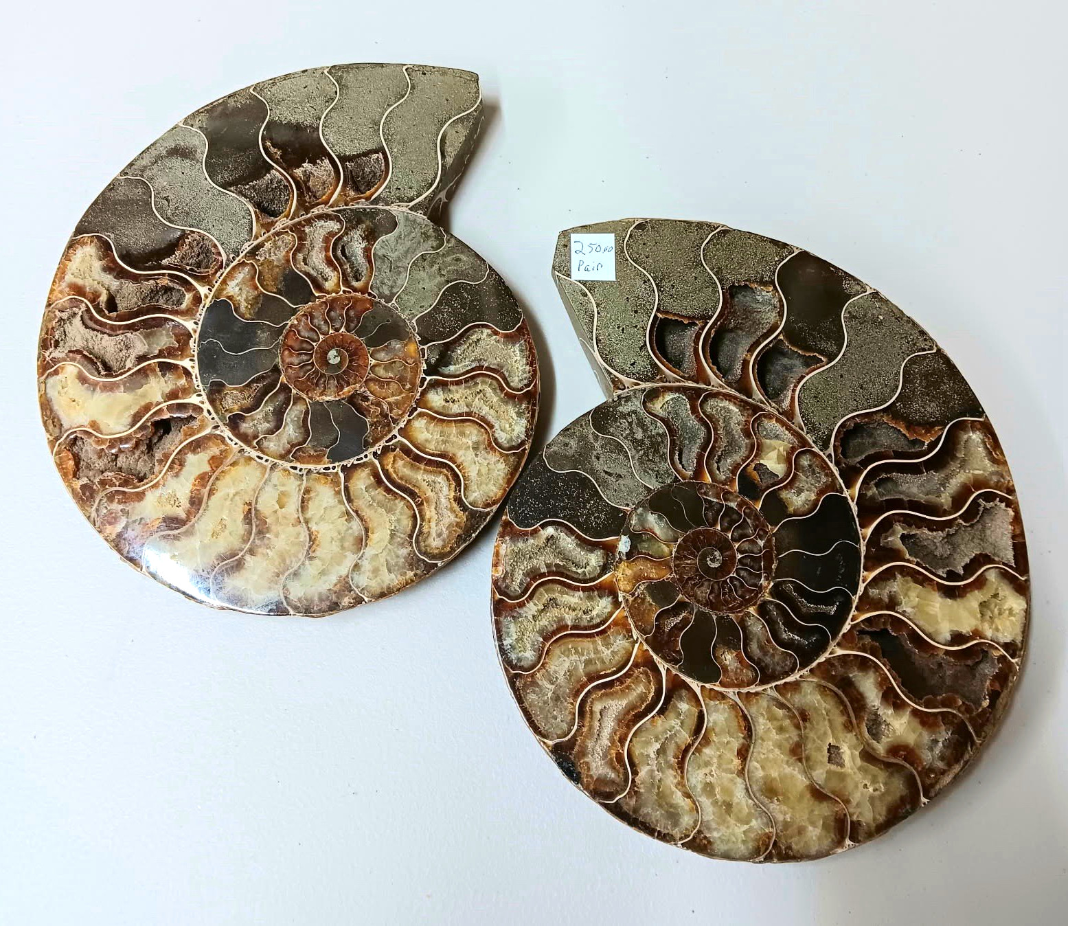 Polished Split Ammonite Fossils Cut Pair (2 Pieces) Brown/Gray Spiral