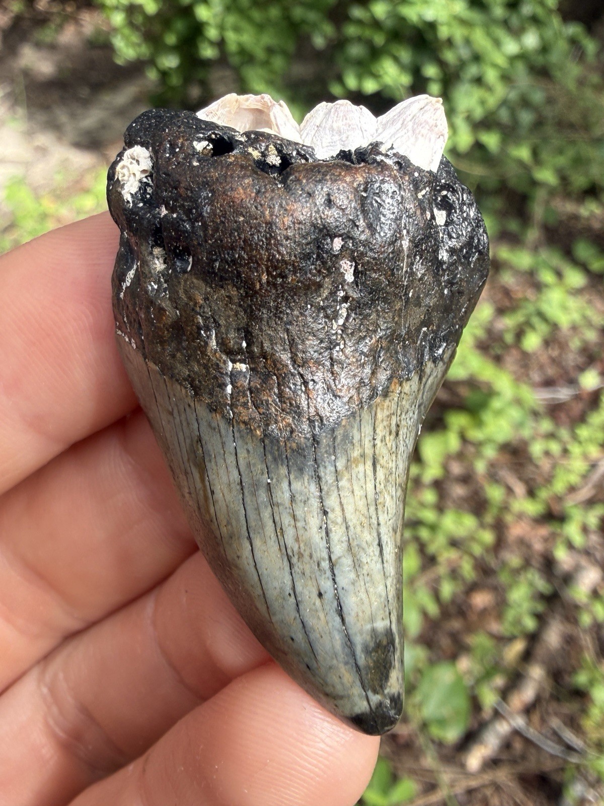 Very Rare NC Parotodus Benedini Shark Tooth Fossil Very Rare NC Parotodus Benedini Shark Tooth Fossil