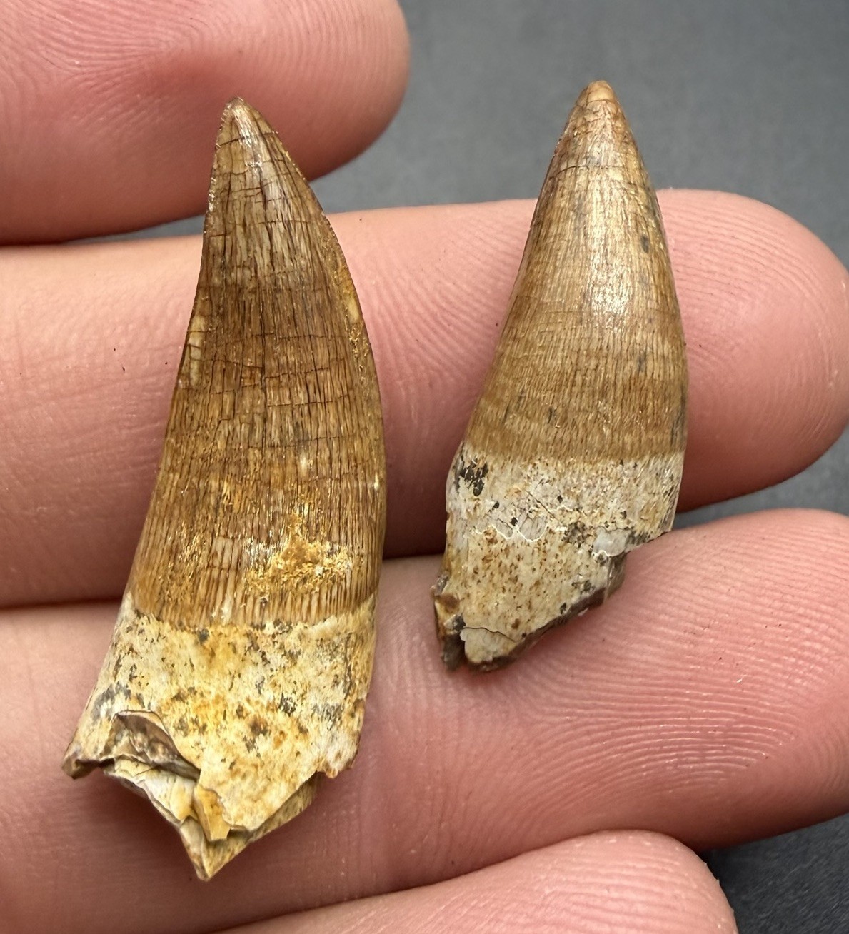 Fossil Reptile Teeth - Set Of 2 Fossil Reptile Teeth - Set Of 2
