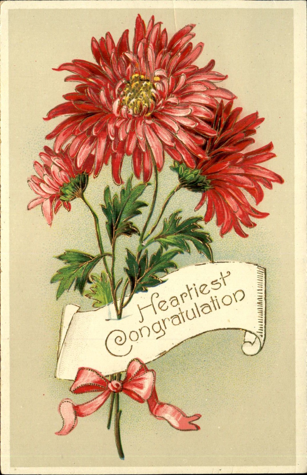 Heartiest Congratulations~red chrysanthemums~gel coated~c1910 postcard Heartiest Congratulations~red chrysanthemums~gel coated~c1910 postcard