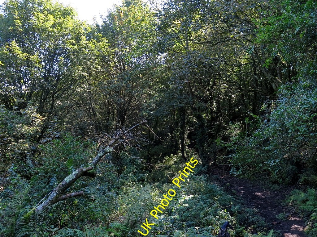 Photo 6x4 Woodland in Penberth Valley Penberth\\/SW4022  c2016