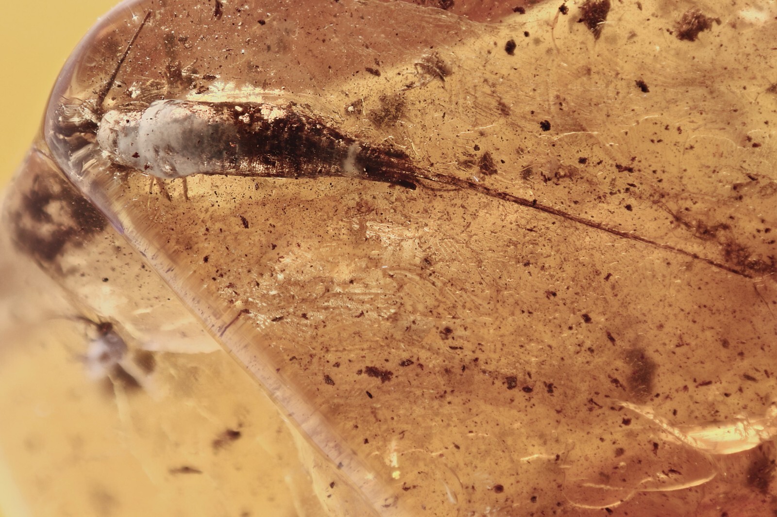 Huge BRISTLETAIL Machilidae & More Fossil Inclusion BALTIC AMBER + HQ Pic 240404