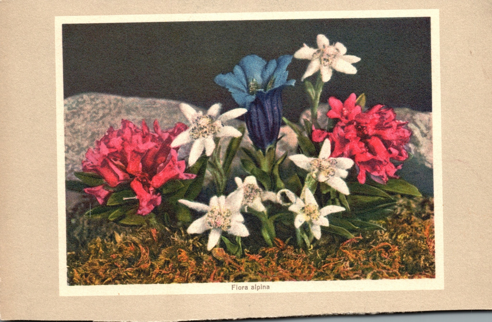 Flora Alpina, Alpine Flowers, Alpenblumen Gentiana Acaulis, Vintage Postcard