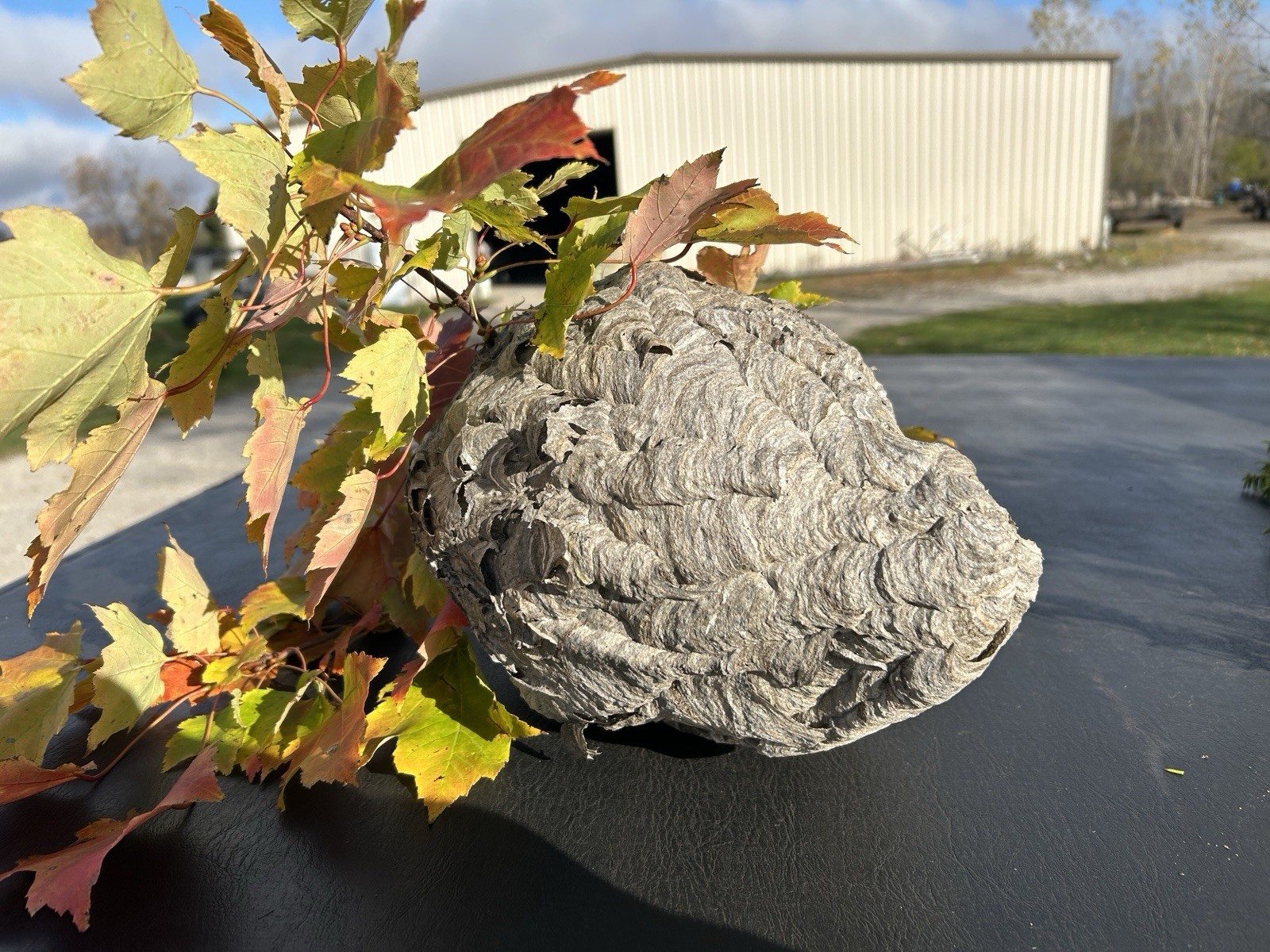  Large Paper Wasp Hornet NEST Taxidermy/Man Cave/Classroom Display VGC