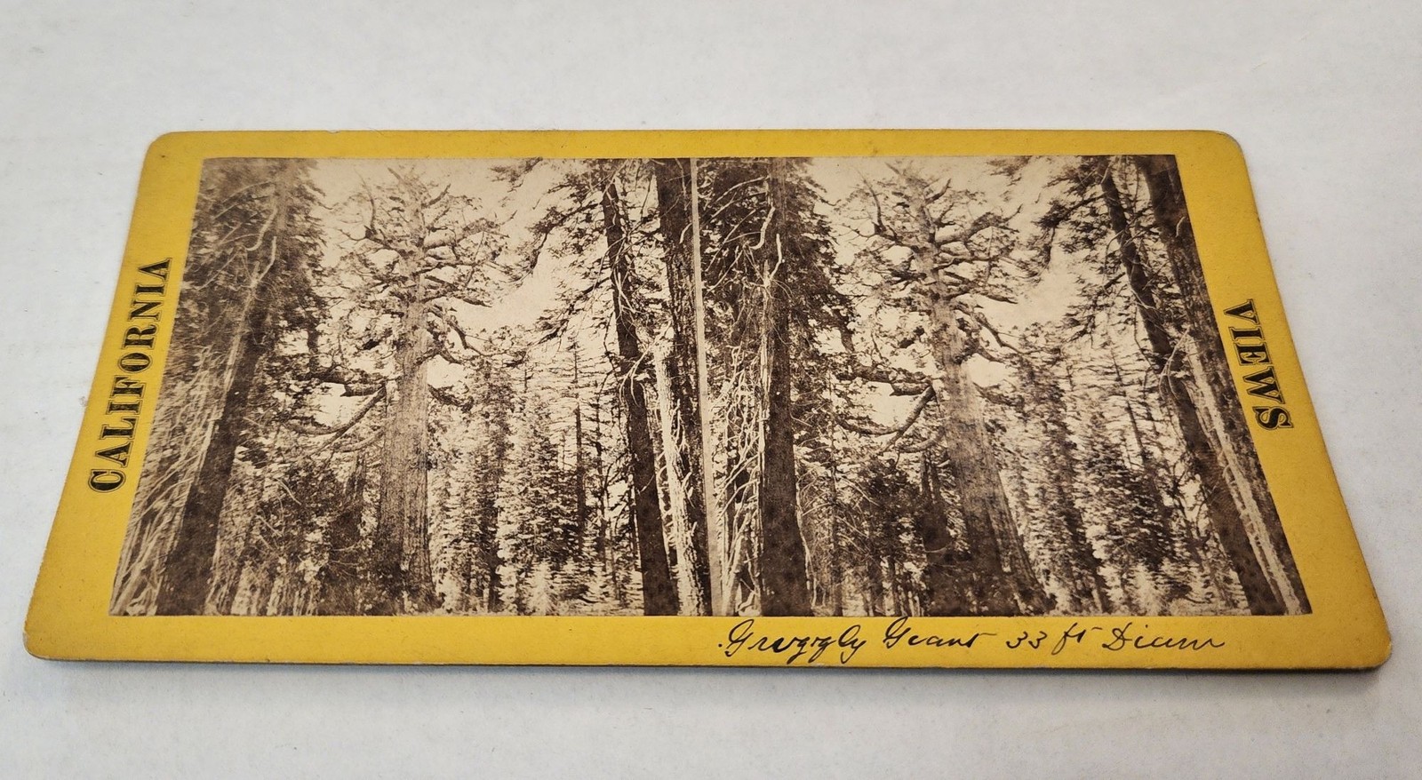 California Views Stereoview Grizzly Giant 33 Ft Diameter Antique