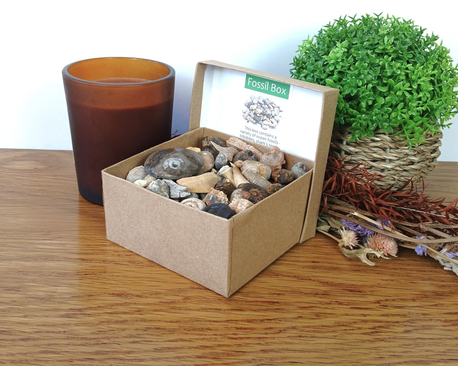 Authentic Fossil Box: 80+ Trilobite Ammonite Shark Teeth Mosasaur Tooth + More