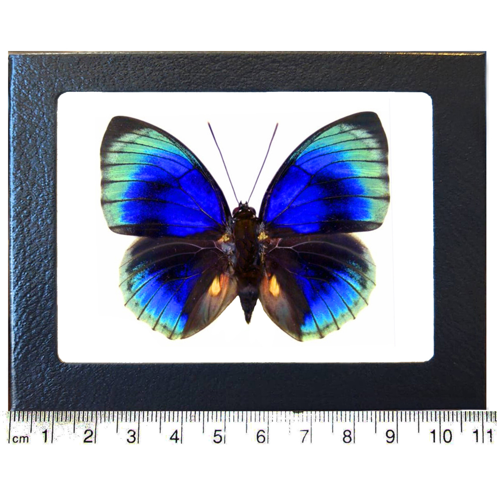 Agrias lachaumei RECTO blue green butterfly Peru FRAMED