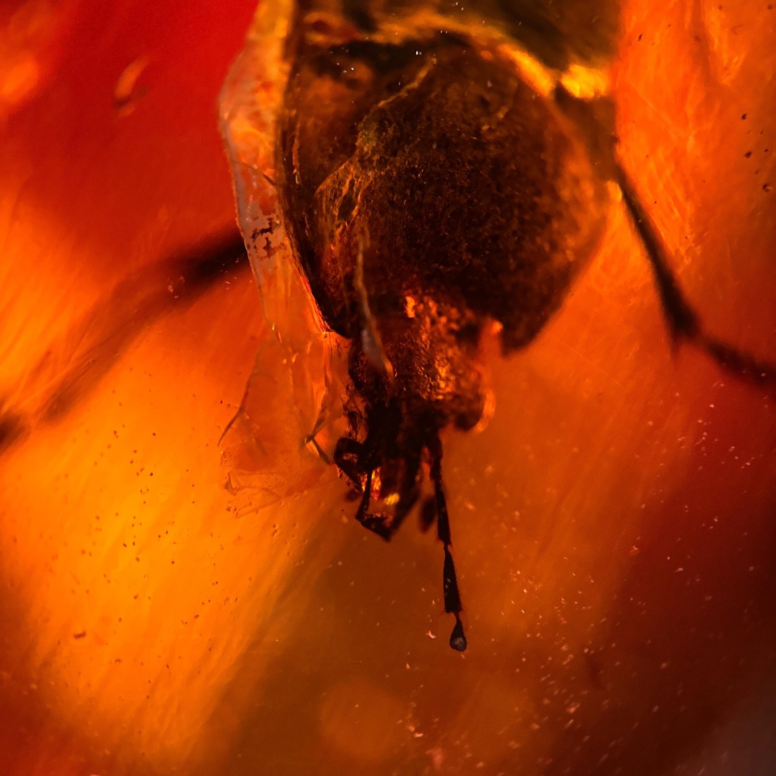 HUGE Beetle in Burmese / Burmite amber fossil / 100% genuine amber