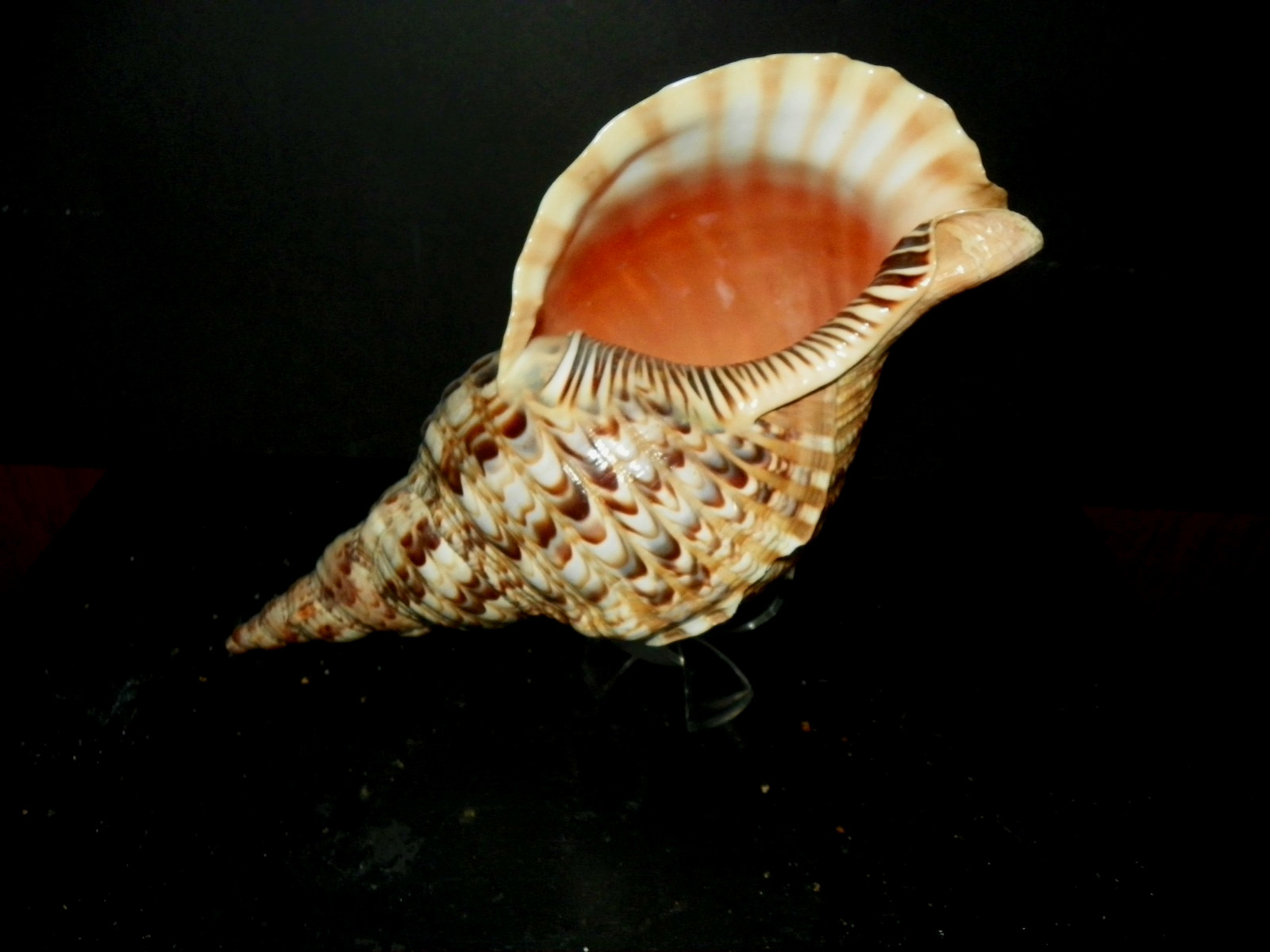 CHARONIA TRITONIS ( TRITON'S TRUMPET )