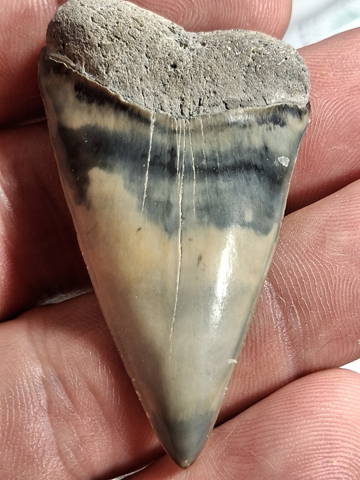 Extinct Lesser Great White Mako Hastalis From Venice Fl Golden Beach 2.21