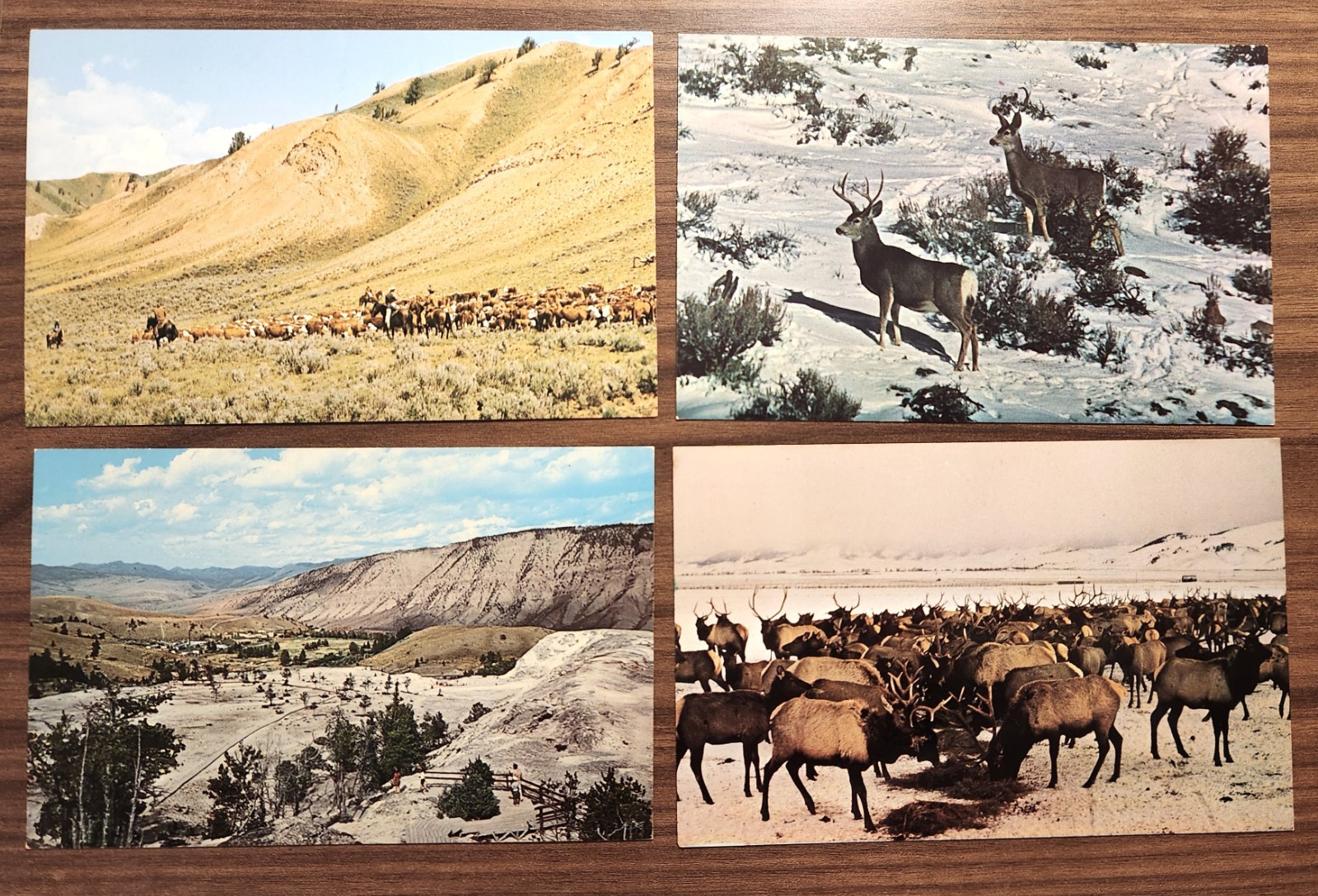 LOT 4 VTG PC POST CARDS~WY YELLOWSTONE~JACKSON HOLE~MULE DEER~ELK~CATTLE DRIVE