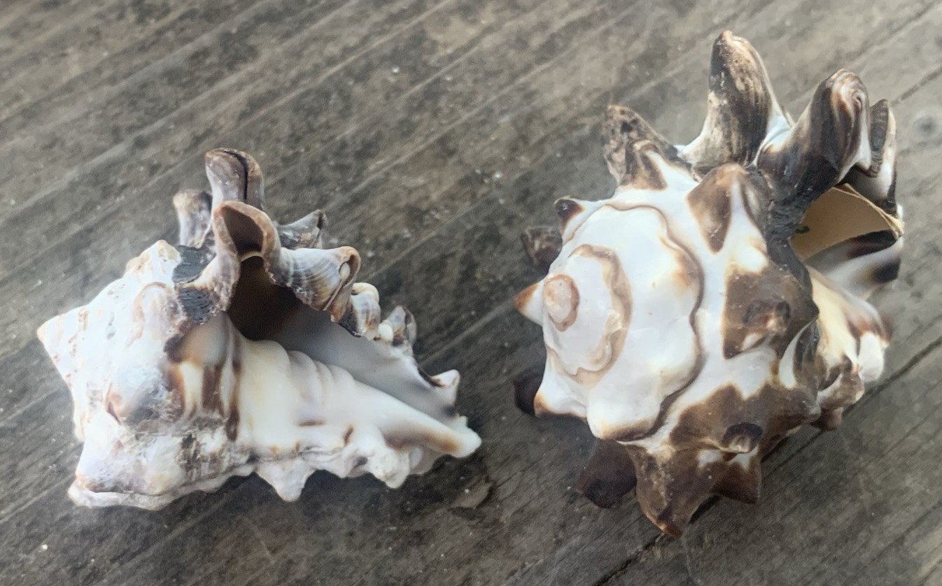 Pacific Vase Vasum Turbinellus Seashells Lot-2 Vintage Estate Natural Specimens Pacific Vase Vasum Turbinellus Seashells Lot-2 Vintage Estate Natural Specimens