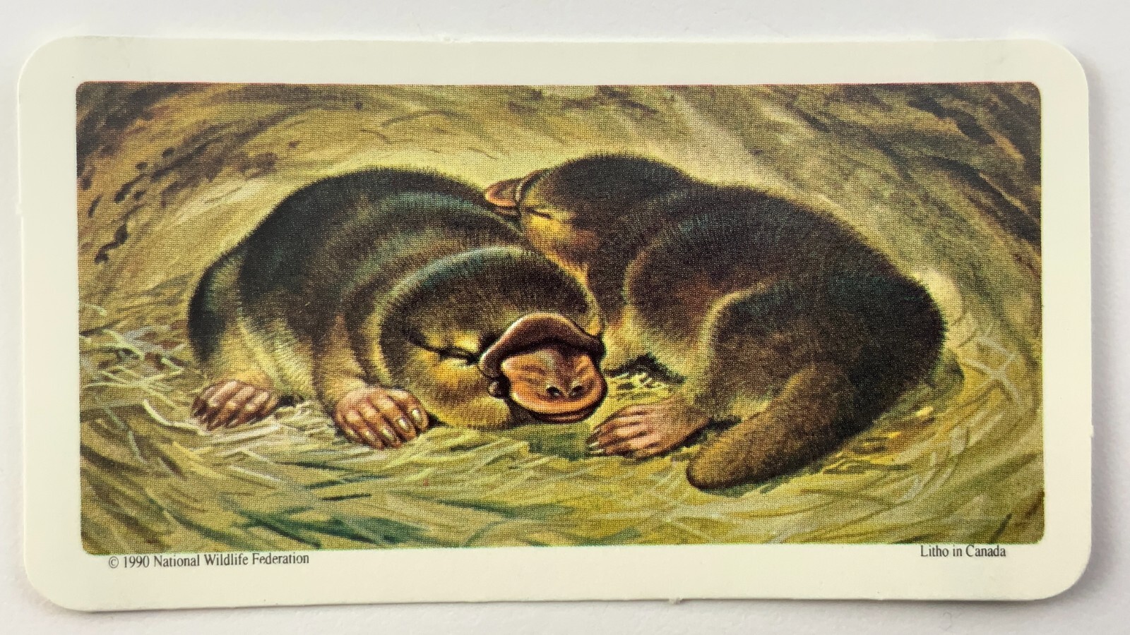Duck-Billed Platypus No 1 Animals and Their Young Red Rose Tea Card II032