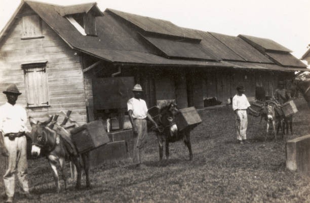 Cocoa Pickers Trinidad And Tobago 1931 OLD PHOTO
