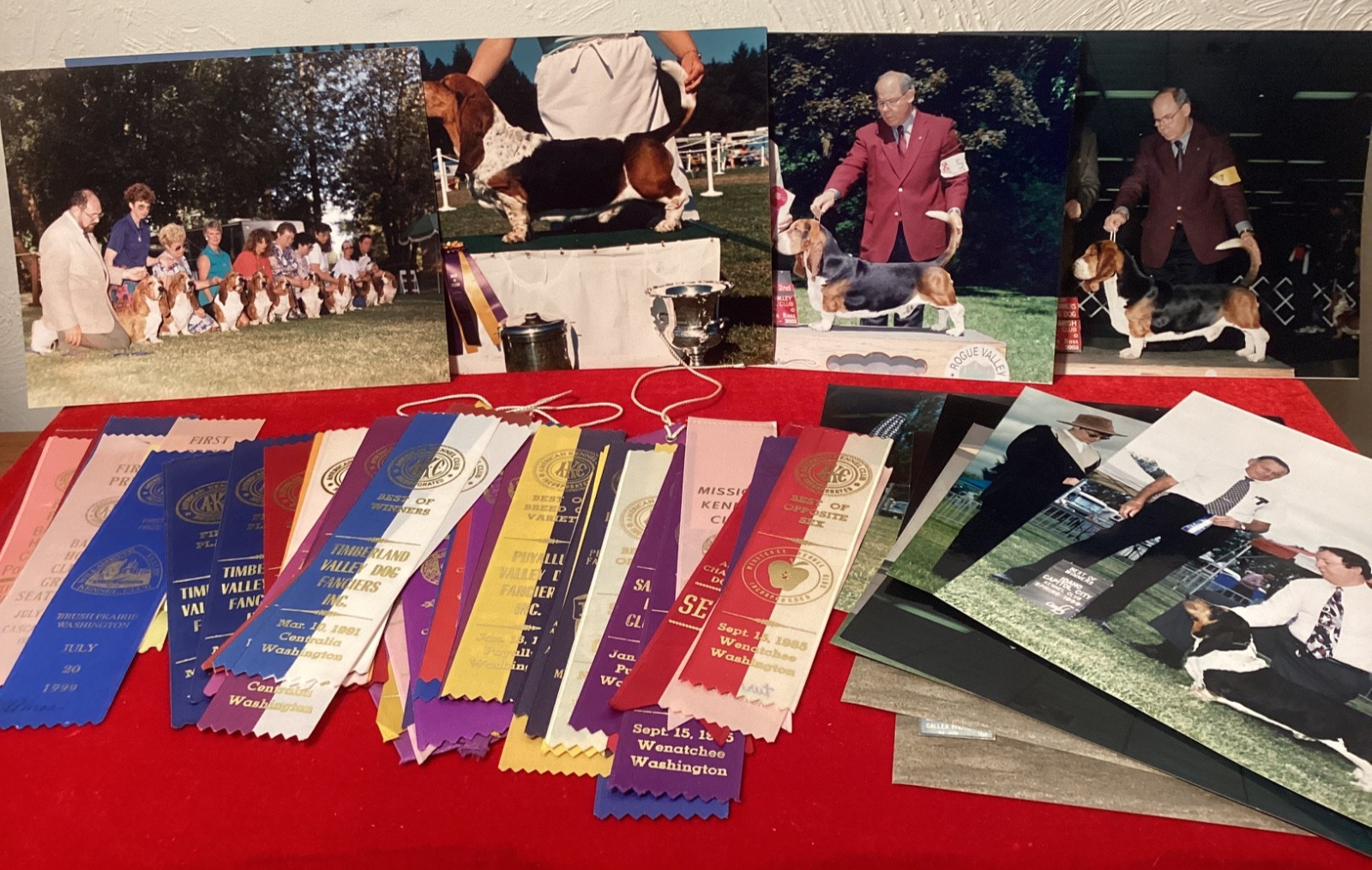 AKC Dog Show Ribbons Photos Basset Hound Large LOT 54+ Awards 14 Color Photos